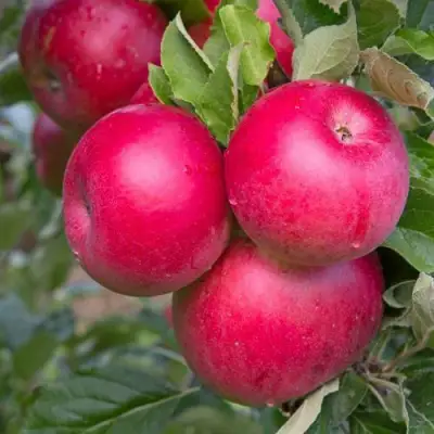 Яблоня РОЖДЕСТВЕНСКОЕ в Светлогорске