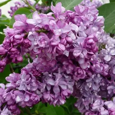 Сирень ГЕНЕРАЛ ПЕРШИНГ в Светлогорске