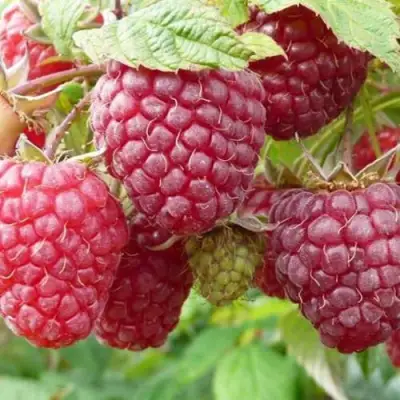 Малина ПОЛЬКА (ПОЛКА) в Светлогорске