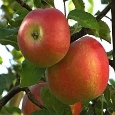 Яблоня ПЕРСИКОВАЯ в Светлогорске