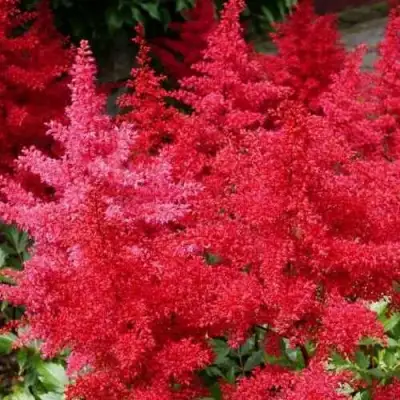 Астильба ЭТНА Арендса в Светлогорске