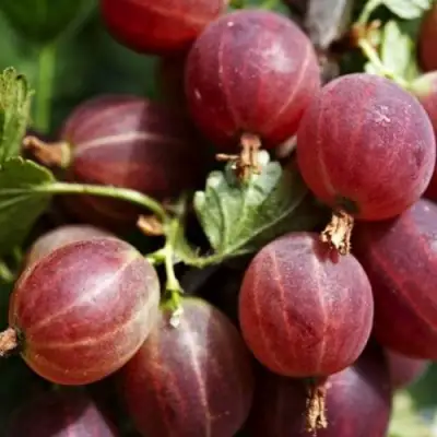 Крыжовник ХИННОМАКИ РОТ в Светлогорске