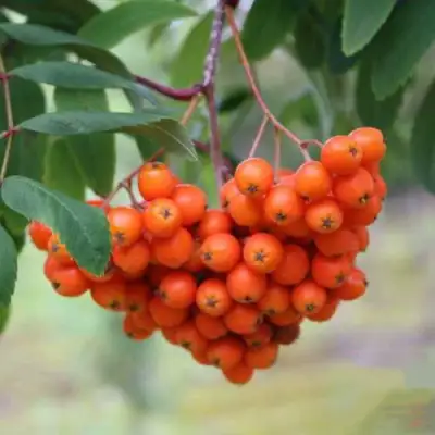 Рябина ВЕФЕД сладкоплодная в Светлогорске