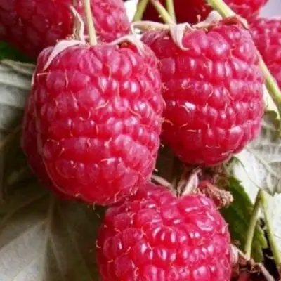 Малина ГЕРАКЛ в Светлогорске