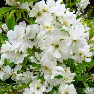 Экзохорда ЗЕ БРАЙД в Светлогорске