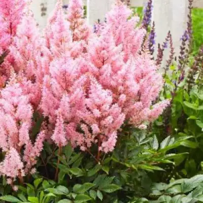 Астильба ЛУК ЭТ МИ японская в Светлогорске