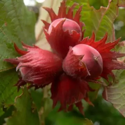 Фундук МОСКОВСКИЙ РУБИН в Светлогорске