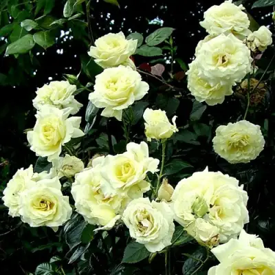 Роза ЭЛЬФ плетистая в Светлогорске