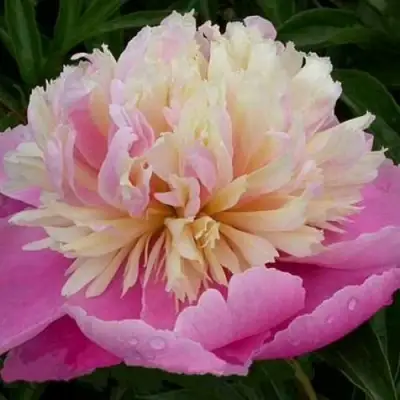 Пион ВЕСЕННЯЯ ПАЛИТРА травянистый в Светлогорске