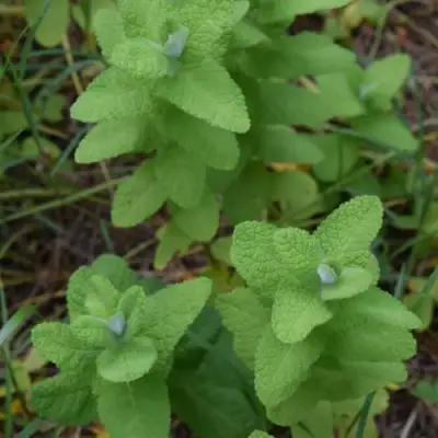 Мята АПФЕЛМИНЦЕ в Светлогорске