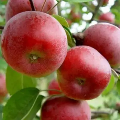 Яблоня АНТЕЙ в Светлогорске