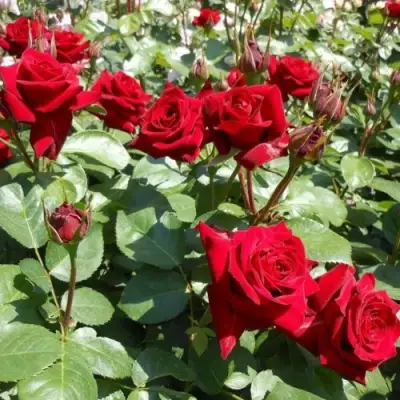 Роза ЭКСПЛОРЕР чайно-гибридная в Светлогорске