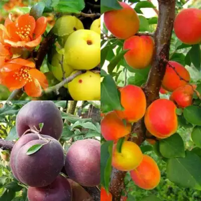 Комплект САД ДЛЯ ГУРМАНА в Светлогорске