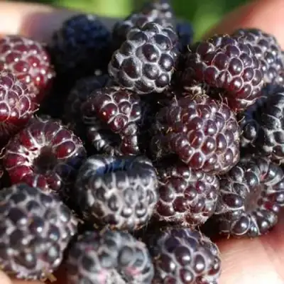 Малина БРИСТОЛЬ в Светлогорске