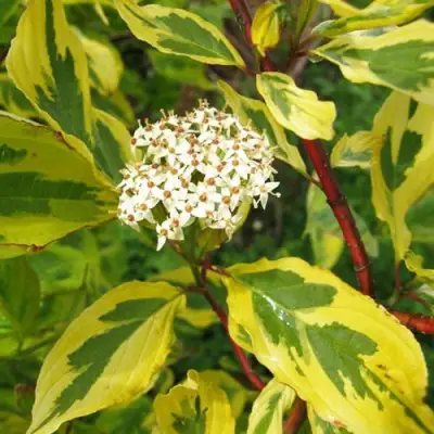 Дерен ШПЕТА белый в Светлогорске