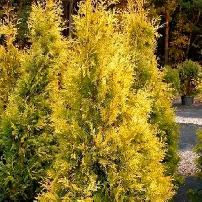 Туя ЕВРОПА ГОЛД западная в Светлогорске