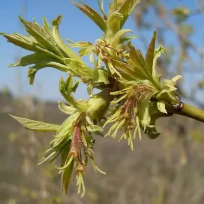 Клен ясенелистный в Светлогорске