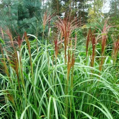Мискантус МАЛЕПАРТУС китайский  в Светлогорске