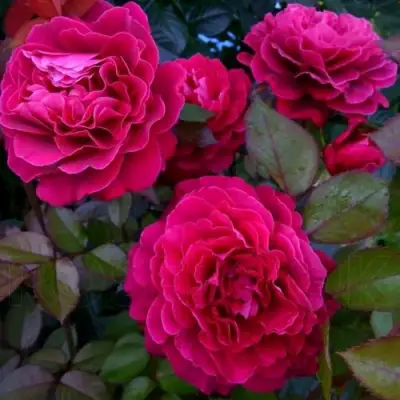 Роза БЕЛЬВЬЮ чайно-гибридная в Светлогорске