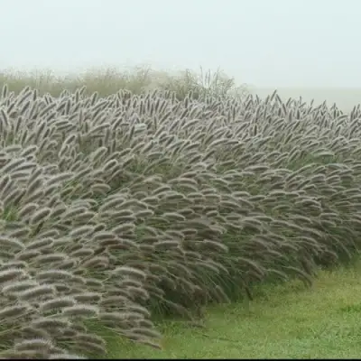 Пеннисетум ЛЕДИ Ю в Светлогорске