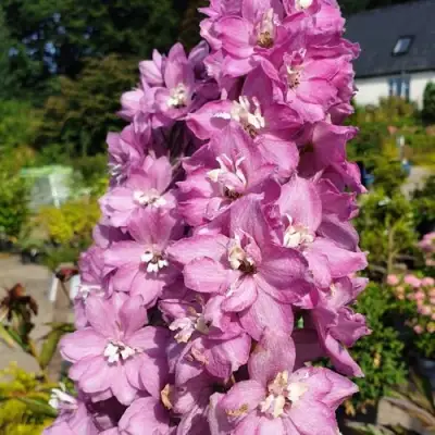 Дельфиниум АСТОЛАТ тихоокеанский в Светлогорске