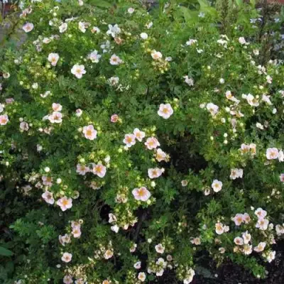 Лапчатка ПИНК КВИН кустарниковая в Светлогорске