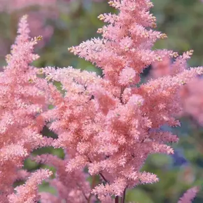 Астильба ГЛИТТЕР ЭНД ГЛАМУР китайская в Светлогорске