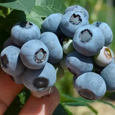 Голубика НЕЛЬСОН в Светлогорске