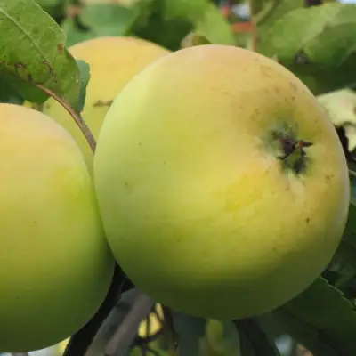 Яблоня РОССИЯНКА в Светлогорске