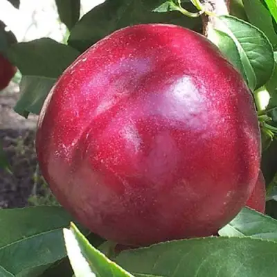 Нектарин ЭКСТРИМ БЬЮТИ в Светлогорске