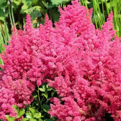 Астильба САННИ ДЕЙ гибридная в Светлогорске