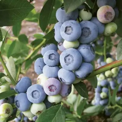 Голубика ЛИБЕРТИ в Светлогорске