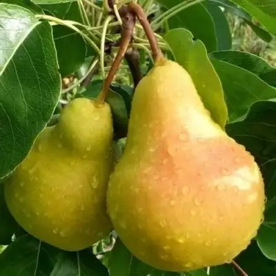 Груша ЛАДА в Светлогорске