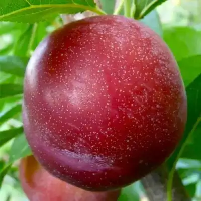 Слива БЕРБАНК ГИГАНТ в Светлогорске