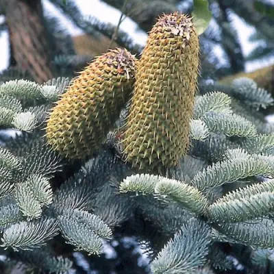 Пихта благородная в Светлогорске