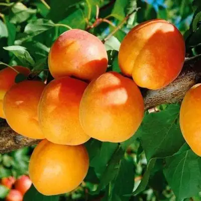 Абрикос СПАДЧЫНА в Светлогорске