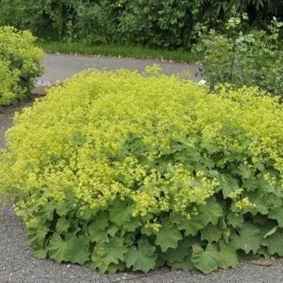 Манжетка ТРИЛЛЕР мягкая в Светлогорске