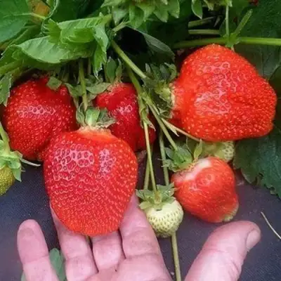 Клубника АЗИЯ в Светлогорске