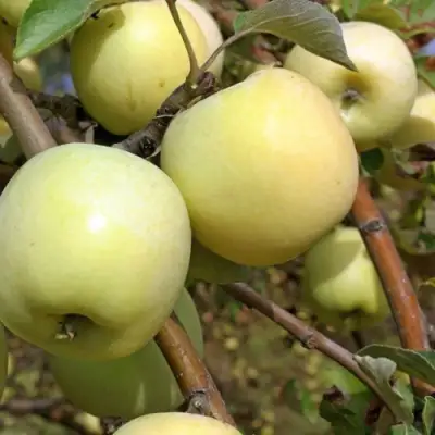 Яблоня АНТОНОВКА ОБЫКНОВЕННАЯ в Светлогорске