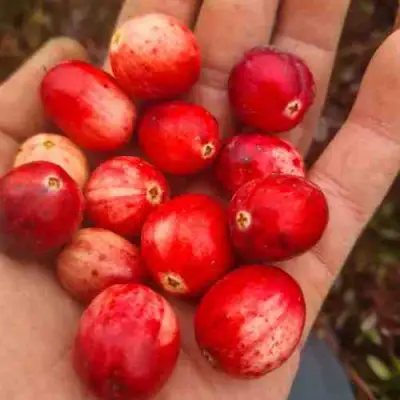 Клюква СТАНКОВИЧ в Светлогорске