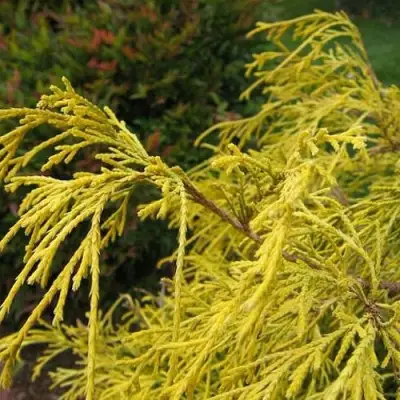 Кипарисовик ВАВЕЛ горохоплодный в Светлогорске