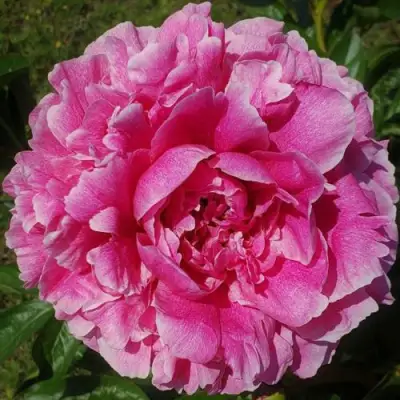 Пион ЗЕ ФОН травянистый в Светлогорске