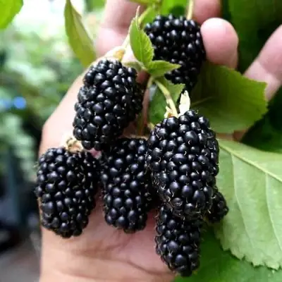 Ежевика ПРАЙМ АРК 45 ремонтантная   в Светлогорске