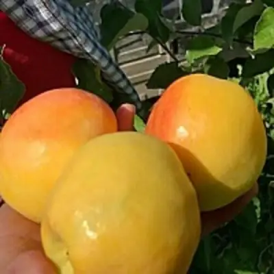 Яблоня АНТОНОВКА ЗОЛОТАЯ в Светлогорске