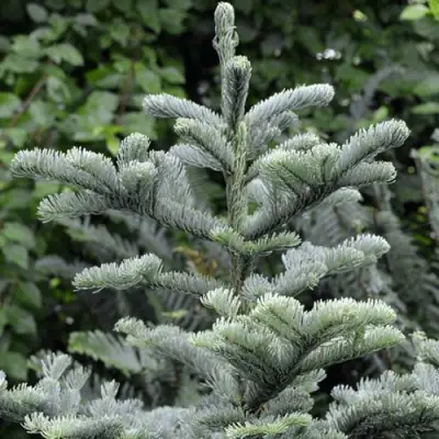 Пихта благородная в Светлогорске
