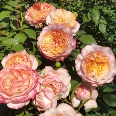 Роза СУРИР ДЕ ХАВР чайно-гибридная в Светлогорске