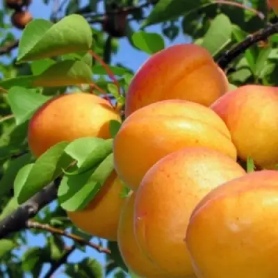 Абрикос ЭДЕЛЬВЕЙС в Светлогорске