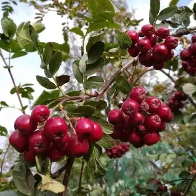 Рябина ГРАНАТНАЯ сладкоплодная в Светлогорске