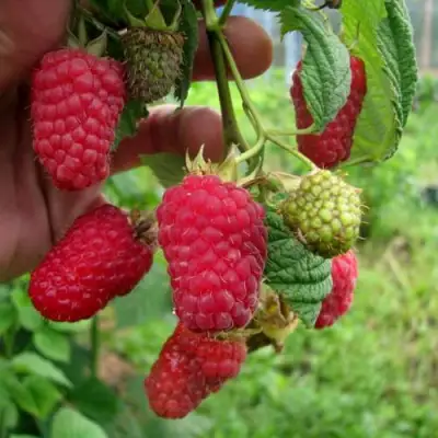 Малина ЛЯЧКА (ЛАШКА, ЛЯШКА) в Светлогорске