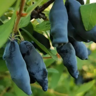 Жимолость съедобная СИЛЬГИНКА в Светлогорске